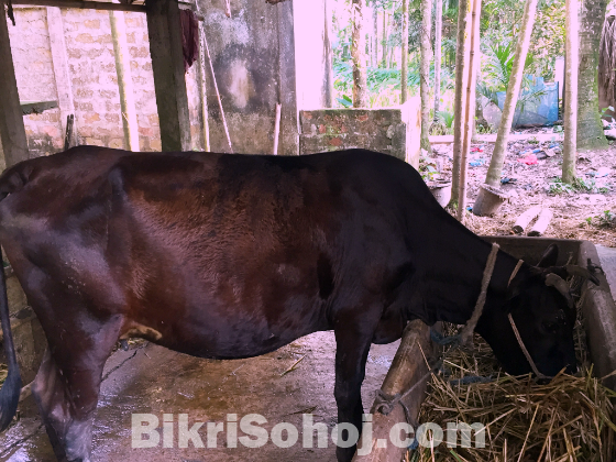 একটি ফ্রিজিয়ান ক্রস উন্নত জাতের গাভী